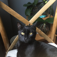 Bombay, Kedi  Anakin fotoğrafı