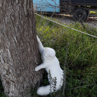 Ankara Kedisi, Kedi  Pamuk ( hayatta değil ) fotoğrafı