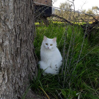 Ankara Kedisi, Kedi  Pamuk ( hayatta değil ) fotoğrafı