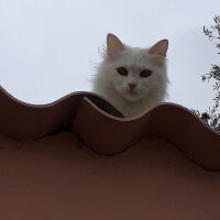 Ankara Kedisi, Kedi  Pamuk ( hayatta değil ) fotoğrafı