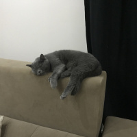 British Shorthair, Kedi  Fındık fotoğrafı