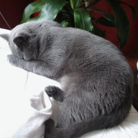 British Shorthair, Kedi  Fındık fotoğrafı