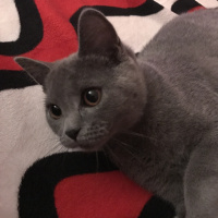 British Shorthair, Kedi  Fındık fotoğrafı
