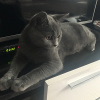 British Shorthair, Kedi  Fındık fotoğrafı