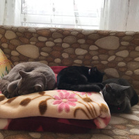 British Shorthair, Kedi  Nane&Safran&Sumak fotoğrafı