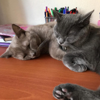 British Shorthair, Kedi  Nane fotoğrafı