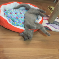 British Shorthair, Kedi  Nane fotoğrafı