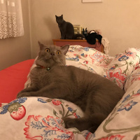 British Shorthair, Kedi  Nane fotoğrafı