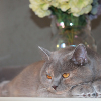 British Shorthair, Kedi  DUMİ fotoğrafı
