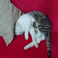 Tekir Kedi, Kedi  Liza fotoğrafı
