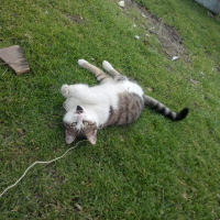 Tekir Kedi, Kedi  Yulaf fotoğrafı