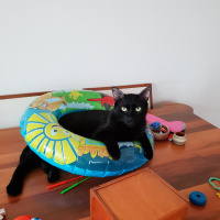 Bombay, Kedi  Bitter fotoğrafı