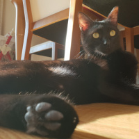 Bombay, Kedi  Bitter fotoğrafı