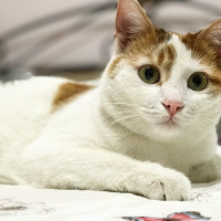 Tekir Kedi, Kedi  Hürrem fotoğrafı