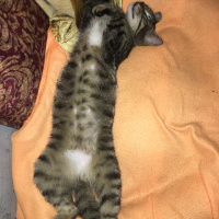 Tekir Kedi, Kedi  Yetim fotoğrafı