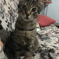 Tekir Kedi, Kedi  Yetim fotoğrafı