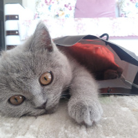 British Shorthair, Kedi  Kül fotoğrafı