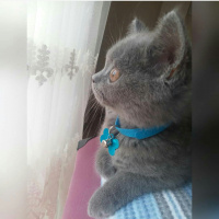 British Shorthair, Kedi  Kül fotoğrafı
