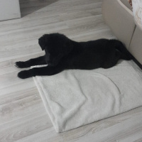 Labrador Retriever, Köpek  Miço AÇIKLAMAYI OKUYUN fotoğrafı