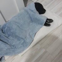 Labrador Retriever, Köpek  Miço AÇIKLAMAYI OKUYUN fotoğrafı