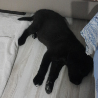 Labrador Retriever, Köpek  Miço AÇIKLAMAYI OKUYUN fotoğrafı