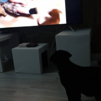 Labrador Retriever, Köpek  Miço AÇIKLAMAYI OKUYUN fotoğrafı