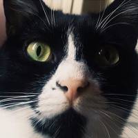 Tuxedo (Smokin) Kedi, Kedi  çiko fotoğrafı