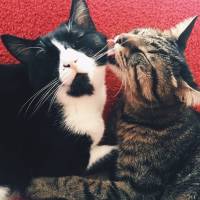 Tuxedo (Smokin) Kedi, Kedi  çiko fotoğrafı