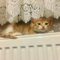 Tekir Kedi, Kedi  Tsu fotoğrafı