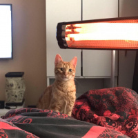 Sarman, Kedi  FİKO fotoğrafı
