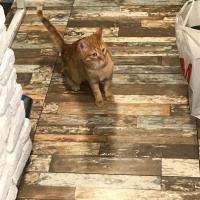 Sarman, Kedi  FİKO fotoğrafı