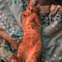 Sarman, Kedi  FİKO fotoğrafı