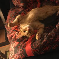 Sarman, Kedi  FİKO fotoğrafı