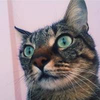 Tekir Kedi, Kedi  fiko fotoğrafı