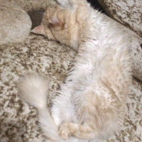 Maine Coon, Kedi  Emily fotoğrafı