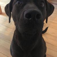 Labrador Retriever, Köpek  IVY fotoğrafı