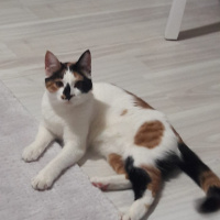 Tekir Kedi, Kedi  cookie fotoğrafı