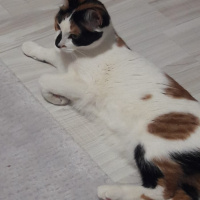 Tekir Kedi, Kedi  cookie fotoğrafı