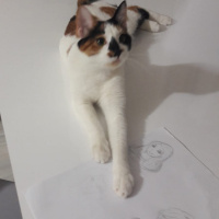 Tekir Kedi, Kedi  cookie fotoğrafı
