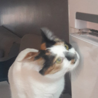 Tekir Kedi, Kedi  cookie fotoğrafı