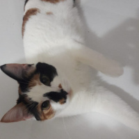Tekir Kedi, Kedi  cookie fotoğrafı