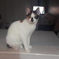 Tekir Kedi, Kedi  cookie fotoğrafı