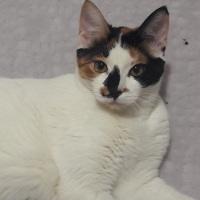 Tekir Kedi, Kedi  cookie fotoğrafı