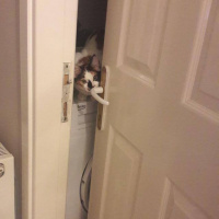 Tekir Kedi, Kedi  cookie fotoğrafı
