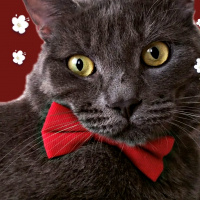 Chartreux, Kedi  Duman fotoğrafı