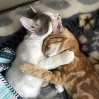 Sarman, Kedi  Miço fotoğrafı