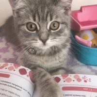 British Shorthair, Kedi  tosbik fotoğrafı