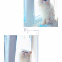 İran Kedisi (Persian), Kedi  Hamur fotoğrafı