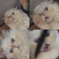 İran Kedisi (Persian), Kedi  Hamur fotoğrafı