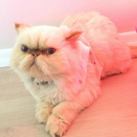 İran Kedisi (Persian), Kedi  Hamur fotoğrafı